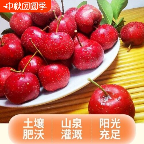 新鲜山楂鲜果糖葫芦原料酸甜做红果棉球雪球当季现摘大果批发精品