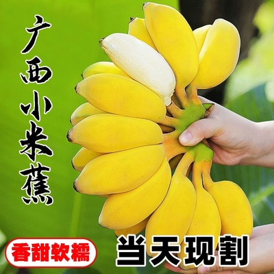 新鲜小米蕉5斤|超1000次加购