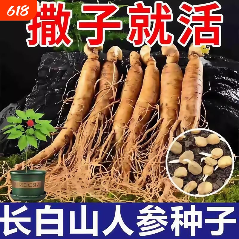 长白山人参种子正品野山参四季中药材室内观花卉盆栽阳台种植椰砖