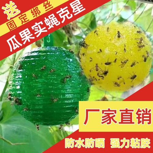 果蝇粘虫球诱蝇球|255人收藏