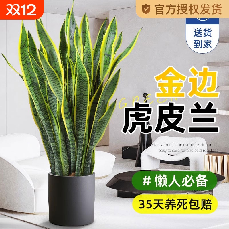 金边虎皮兰绿植客厅沙发旁大盆栽吸甲醛室内大型植物办公室花阳台