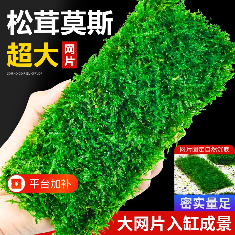 莫斯水草真莫斯大网片鱼缸造景专用沉木慕斯装饰前景植物矮珍珠