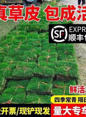 草皮真草坪带泥土花园别墅绿化四季青果岭草马尼拉台湾草草皮带土