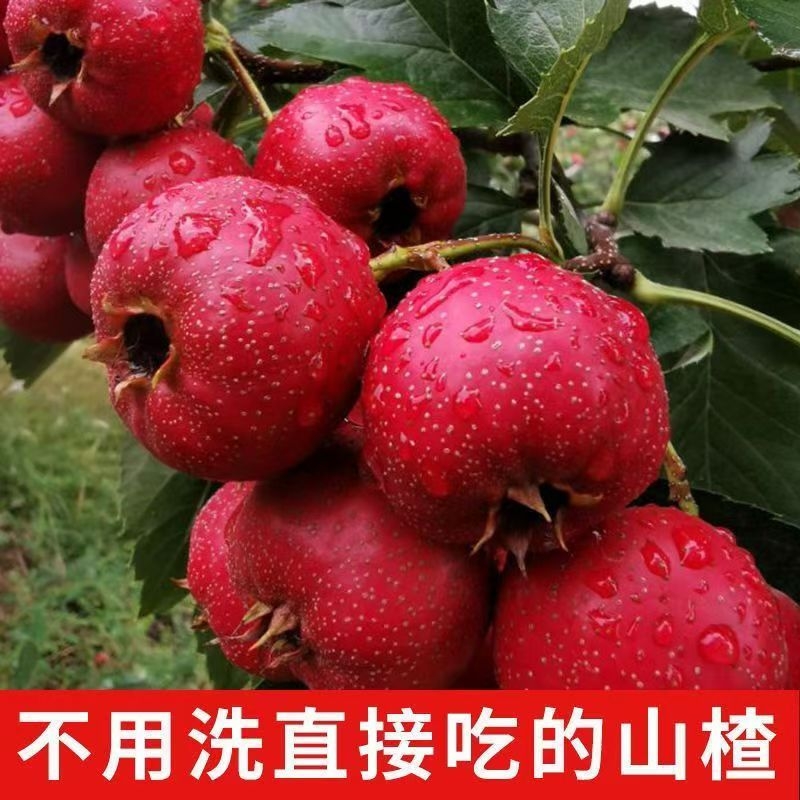 大红甜山楂软糯香甜开胃助消化