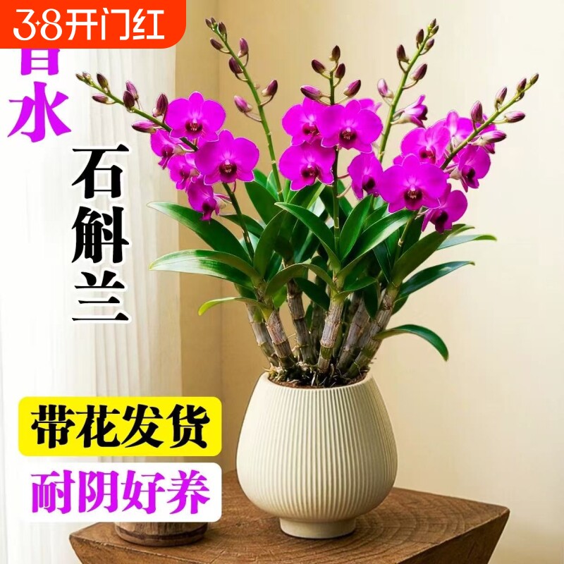 香水石斛兰盆栽带花苞蝴蝶兰花卉室内水培君子兰四季开花绿植物