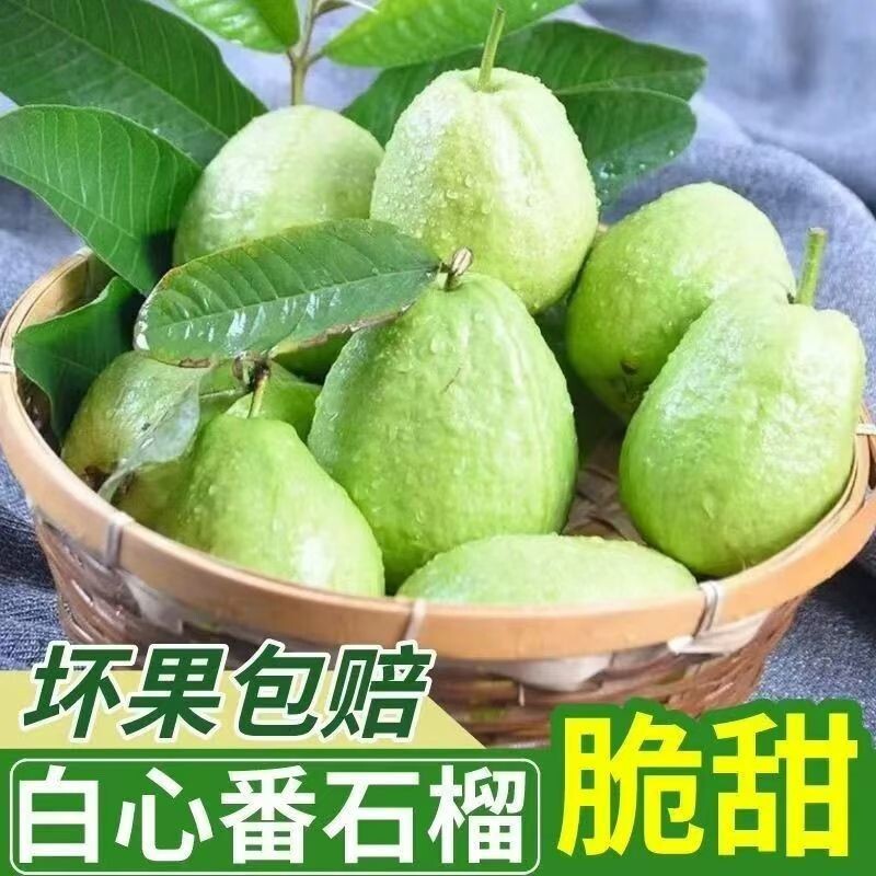 广西正宗芭乐番石榴芭乐白心水果当季新鲜白心现摘脆甜图片
