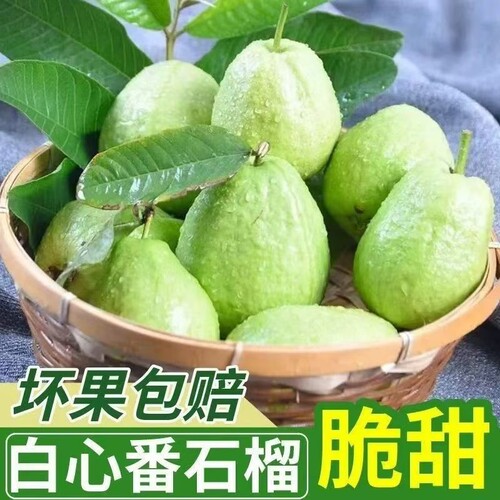 广西正宗芭乐番石榴芭乐白心水果当季新鲜白心现摘脆甜