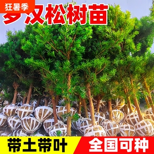 罗汉松树苗小叶雀舌室外庭院盆栽地栽盆景树桩名贵绿化苗造型耐热