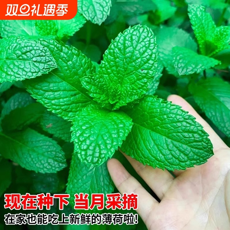 猫薄荷草可食用蔬菜种子柠檬四季播种室内阳台盆栽驱蚊植物种籽子