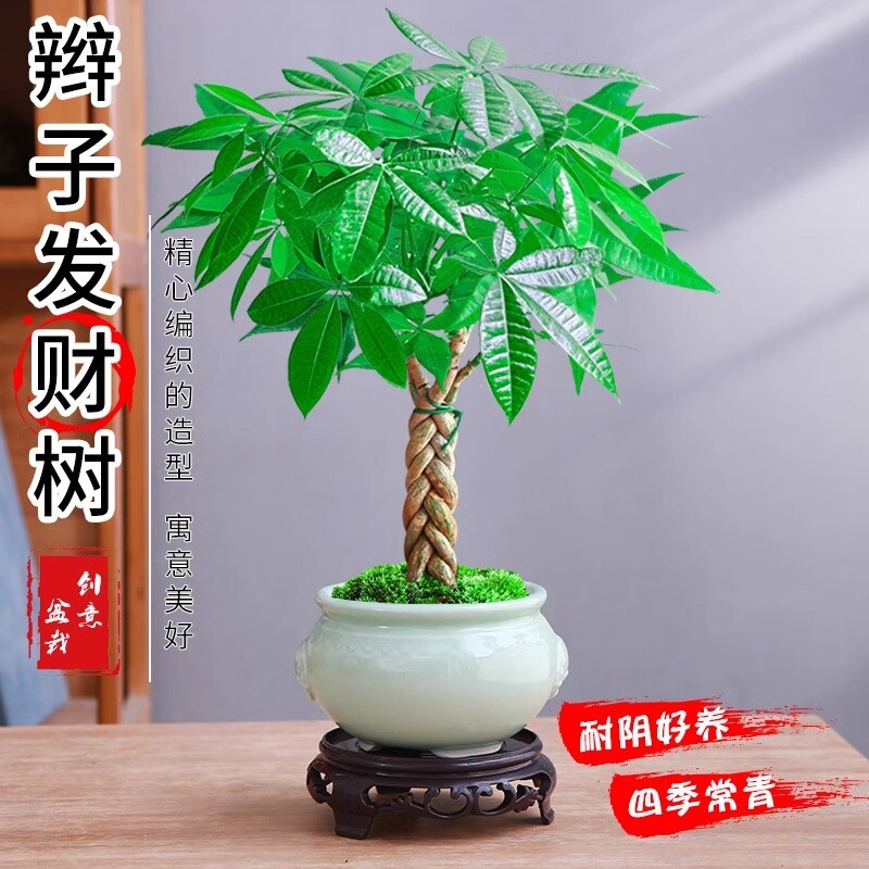 发财树盆栽植物室内花卉绿植好养客厅四季常青招财树盆景办公桌