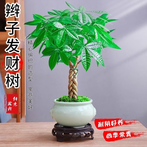 发财树盆栽植物室内花卉绿植好养客厅四季常青盆景办公桌微景观