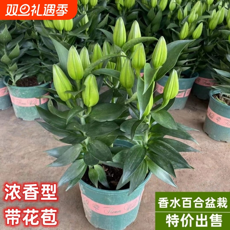 香水百合花盆栽法国带花苞开花带清香味重瓣庭院室内客厅花卉观花
