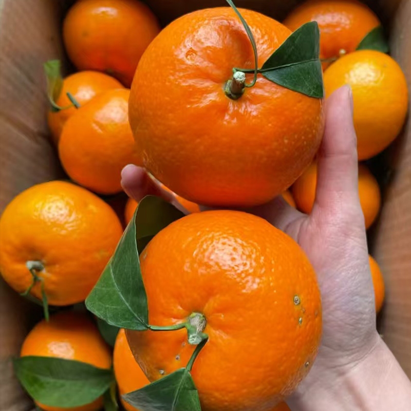 正宗云南沃柑爱媛新鲜橘子应当季孕妇水果整箱柑桔子皇帝砂糖好吃