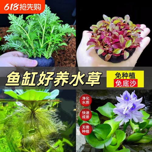 水罗兰坨草组合浮萍水草鱼缸专用