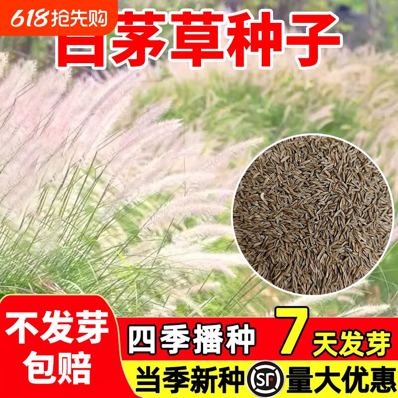 白茅草种子坟头四季播易活山坡绿化针茅白毛草长镰草响铃草根种籽