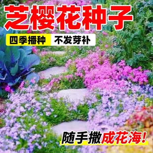 芝樱花籽种子地被植物低矮太阳花种四季播种开花室外庭院花卉草籽