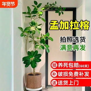 造型孟加拉榕盆栽大型绿植高级感客厅黄金榕树室内落地旺宅好养活