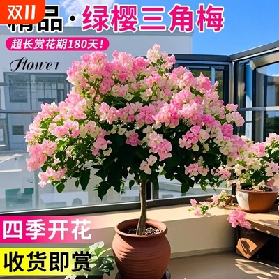 重瓣三角梅盆栽大苗带花老桩室内外爬藤植物红梅花卉四季开花好养