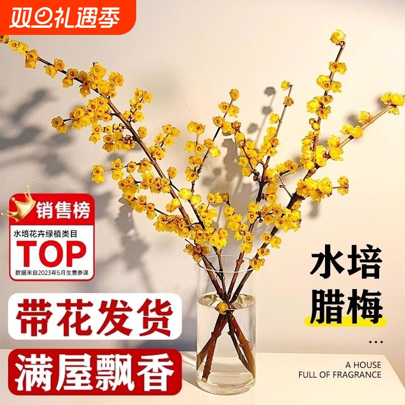 浓香型腊梅鲜花带花苞发货年宵花