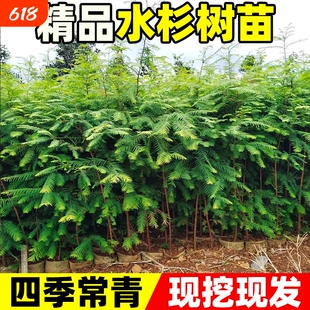 水杉树苗落羽杉四季常青风景大树南北方乔木行道树工程绿化杉树苗
