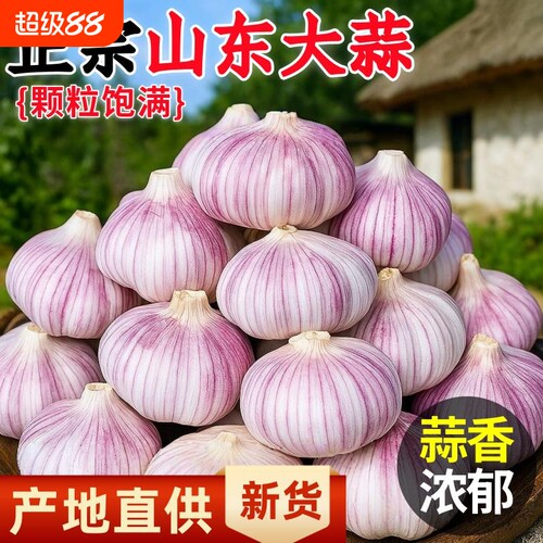 真新干蒜山东新大蒜2025新鲜大蒜头批发特大果生鲜鸡蛋年货节炒菜