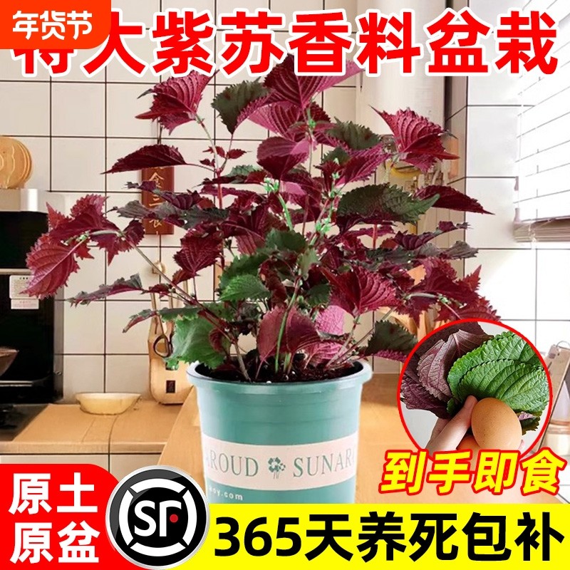 紫苏苗盆栽可食用厨房香草香料植物新鲜紫苏叶即食用盆栽罗勒绿植,鲜花速递/花卉仿真/绿植园艺,绿植,淘宝优惠券,粉丝福利购,淘宝优惠卷