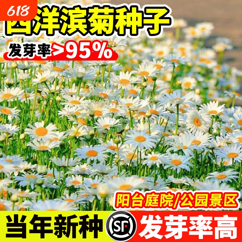 西洋滨菊种子大滨菊四季种植庭院阳台盆栽小雏菊观赏花卉优质种籽