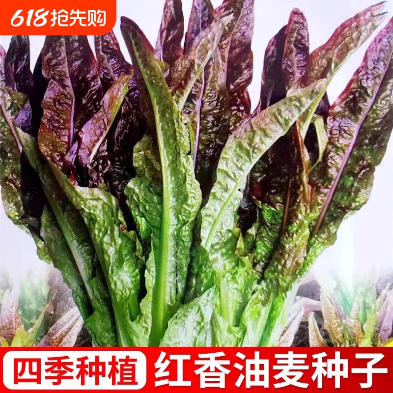 紫油麦菜蔬菜种子青菜春季夏秋冬季菜红生菜奶油莴笋高产薄皮玉米