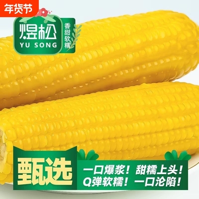 煜松黄糯玉米真空包装新鲜黏玉米棒粘苞谷粗粮主食低脂香甜年货