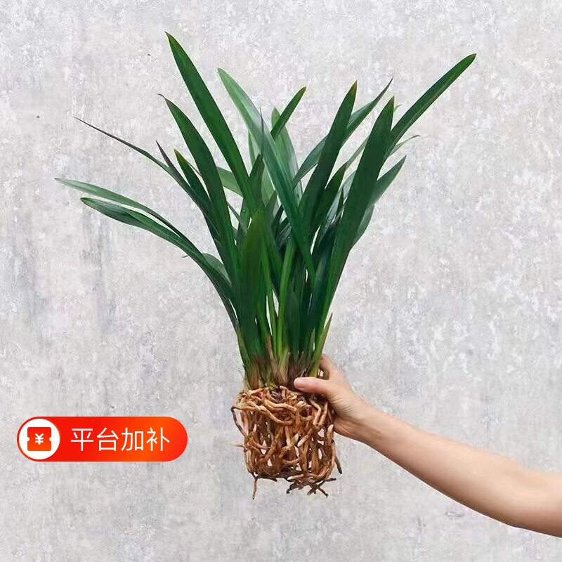兰花苗盆栽墨兰企黑报岁兰宽叶浓香兰花苗年宵花客厅阳台四季绿植