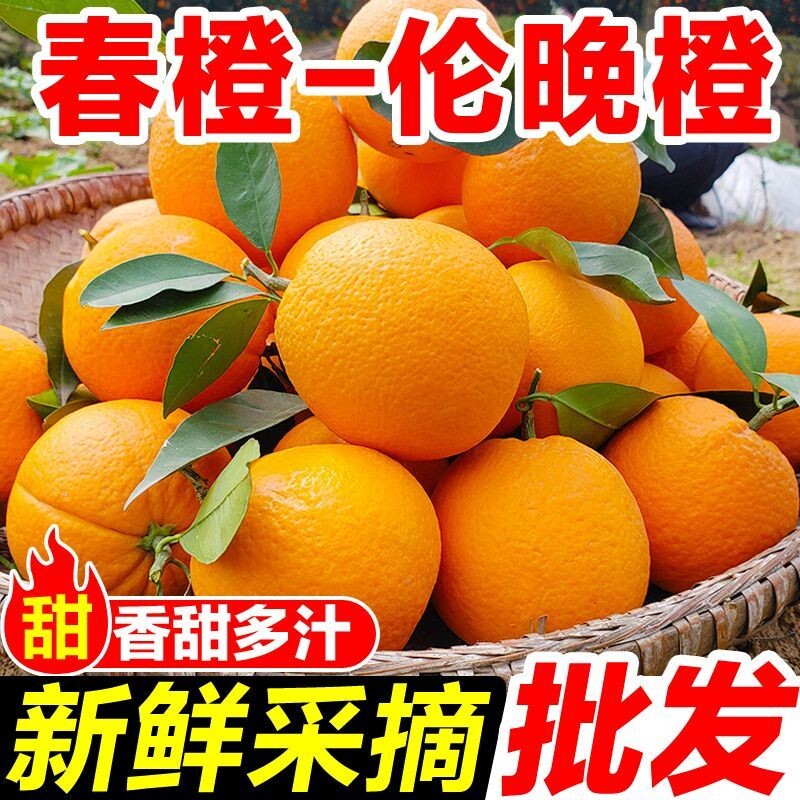 秭归正宗伦晚脐橙甜橙湖北当季橙子新鲜榨汁水果包邮整箱产地直发