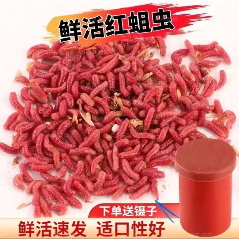 红蛆虫鲜活体苍蝇幼虫秋冬季野钓鲫鱼饵料肉蛆活蛆牙子冰钓饵虫饵