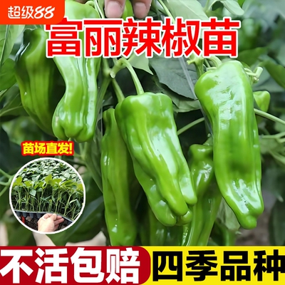 薄皮青椒不辣的菜椒大辣椒苗山东寿光蔬菜秧苗带土高产四季老品种