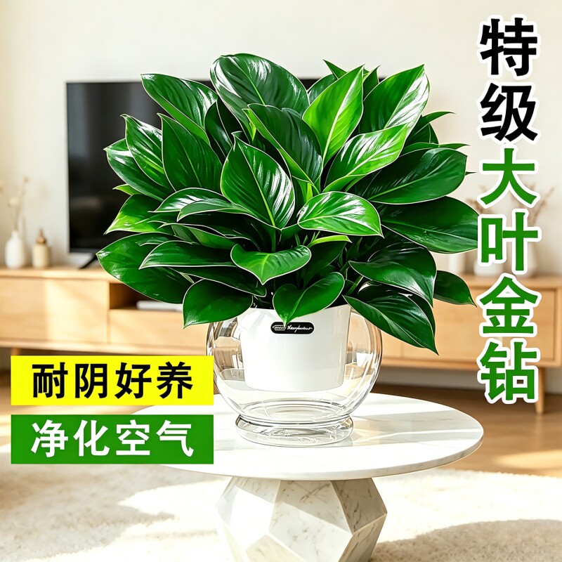 大叶金钻绿公主盆栽办公室内净化空气除甲醛客厅懒人花卉好养绿植图片
