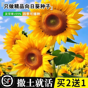 向日葵花种籽子四季 开花高杆观赏庭院盆栽食用葵花花种子室外种植
