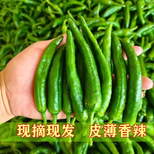 薄皮辣椒嫩皮薄香港辣椒龙福椒
