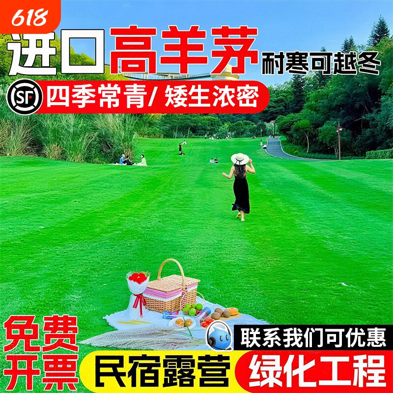 高羊茅草籽草坪草皮四季常青露营绿化工程种子庭院开花北方种植