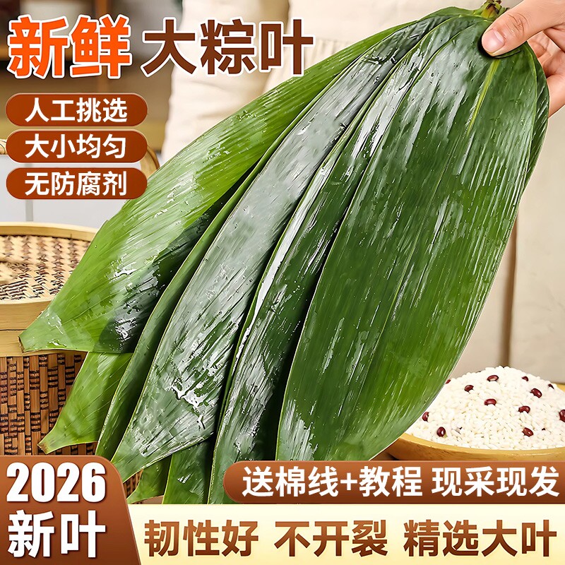粽子叶棕叶新鲜大号新叶包粽子专用的叶子端午节商用批发干粽叶大