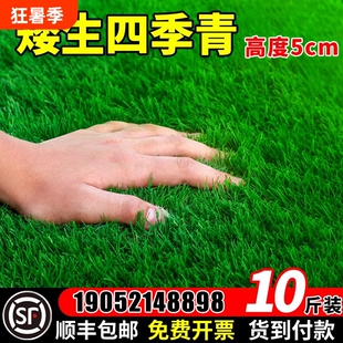 四季青草籽矮生地毯草草坪草籽高档耐寒草种籽子庭院狗牙根护坡