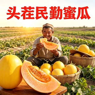 正宗甘肃民勤蜜瓜新鲜水果黄河蜜当季整箱大果金红宝甜瓜产地直发