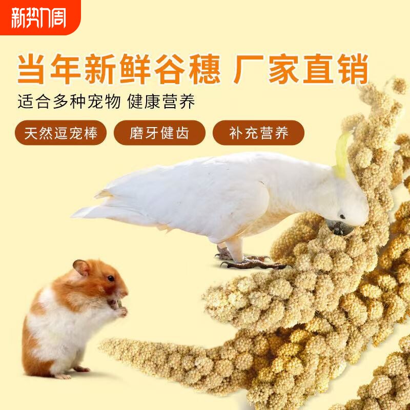 新品鹦鹉黄谷穗鸟粮鸟饲料零食天然带壳谷子仓鼠造景装饰新鲜