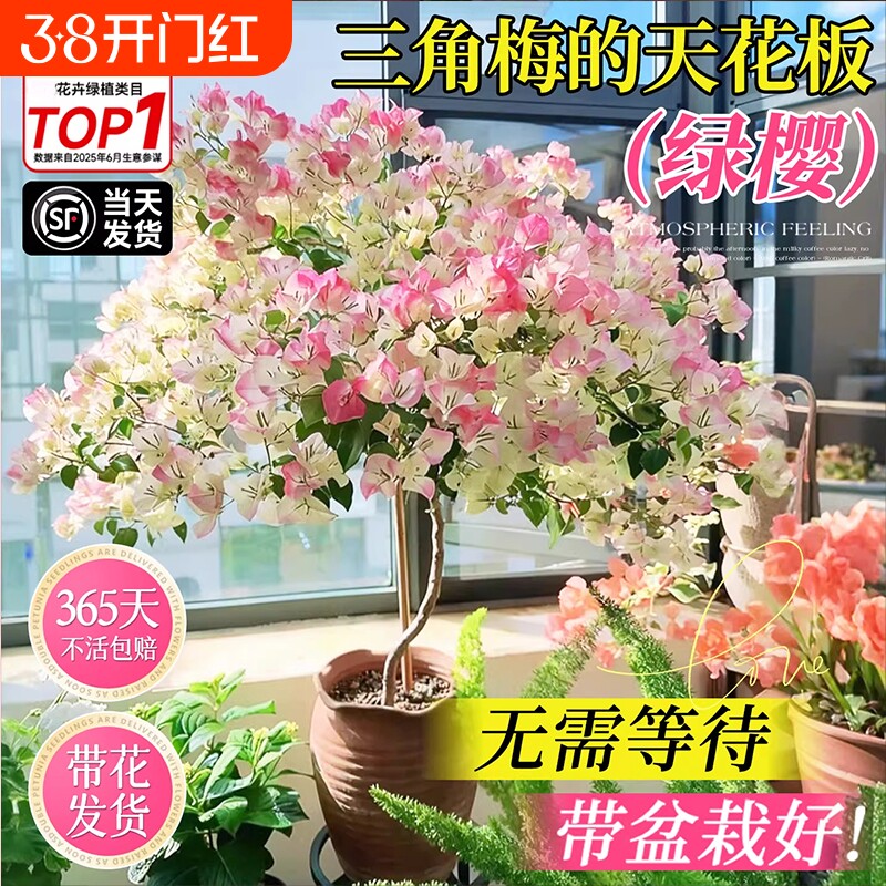 日落三角梅盆栽带花苞室内花卉绿植物阳台高端老桩特大苗重瓣绿樱