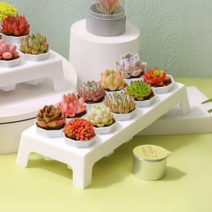 多肉植物组合套餐盆栽肉肉植物含花盆带土办公室桌面绿植花卉