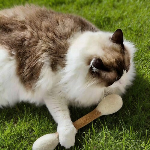 大棉签猫玩具羊毛毡逗猫棒自嗨解闷神器猫薄荷猫咪磨牙棒宠物用品