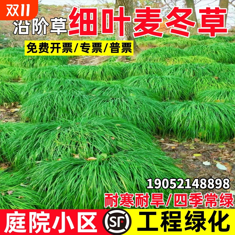 细叶麦冬草苗沿阶草玉龙草四季常青园林工程庭院小区绿化地被植物