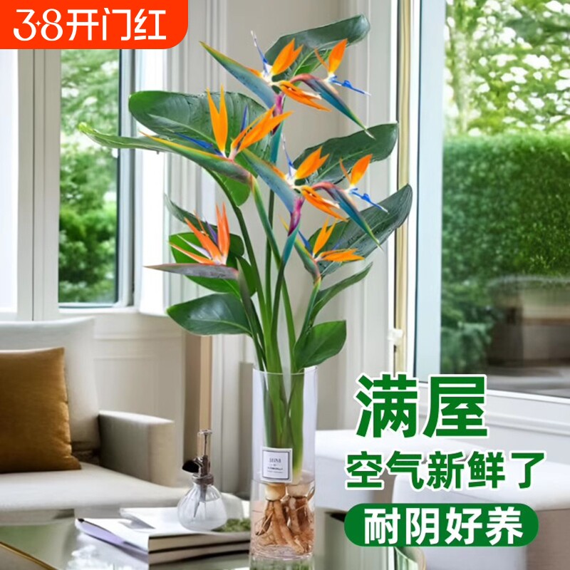 天堂鸟水培植物盆栽客厅室内花卉四季常青好养绿植办公室鹤望兰