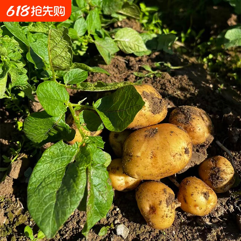 当季现挖黄皮土豆农家自种黄心土豆产地新鲜马铃薯农产品包邮
