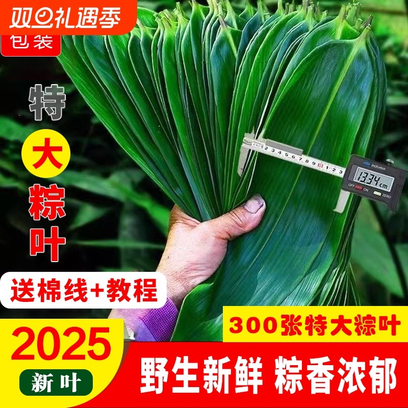 野生新鲜粽子叶棕叶大号新叶包粽子专用的叶子端午节商用批发粽叶