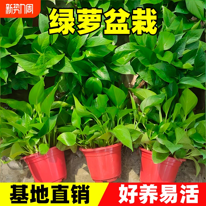 绿萝盆栽室内绿植净化空气大叶绿箩花卉植物水培长藤垂吊室外阳台