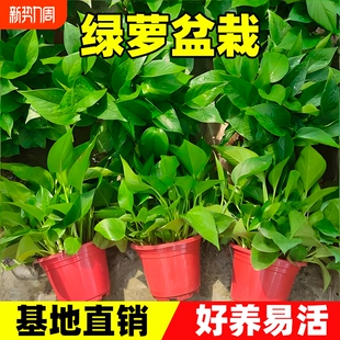 绿萝盆栽室内绿植净化空气大叶绿箩花卉植物水培长藤垂吊室外阳台